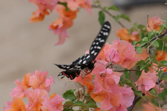 Pharmacophagus antenor