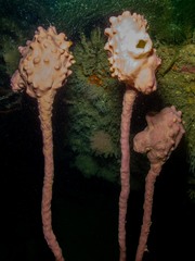 Pyura spinifera