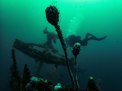 Pyura spinifera