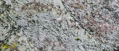 Leprocaulaceae