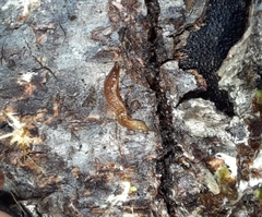Australopacifica