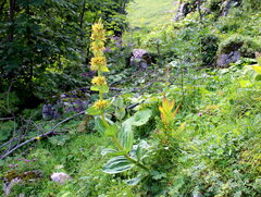 Gentiana lutea lutea