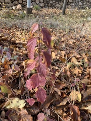 Cornus sanguinea australis
