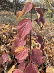 Cornus sanguinea australis