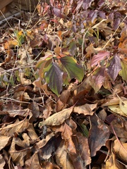 Cornus sanguinea australis