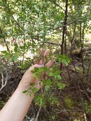 Phyllocladus alpinus