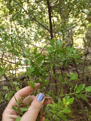 Phyllocladus alpinus
