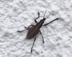 Charagmus gressorius