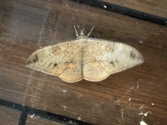 Hemeroblemma opigena