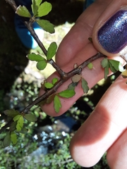 Pittosporum divaricatum