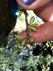 Pittosporum divaricatum