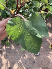Xanthium orientale