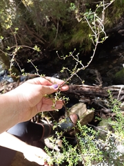 Pittosporum divaricatum