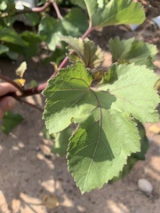 Xanthium orientale