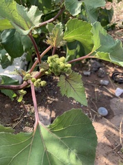 Xanthium orientale