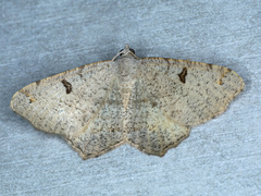 Dissomorphia australiaria