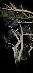 Angophora crassifolia