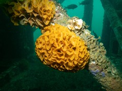 Steginoporella chartacea