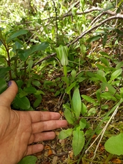 Pterostylis oliveri