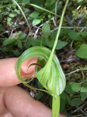 Pterostylis oliveri