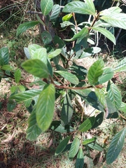 Psychotria loniceroides
