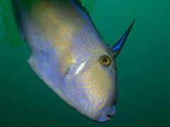 Meuschenia freycineti