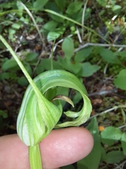 Pterostylis oliveri
