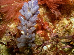 Clavelina