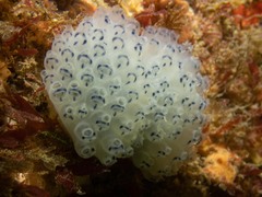 Clavelina moluccensis
