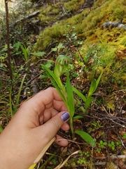 Pterostylis montana