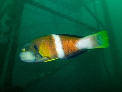 Notolabrus tetricus