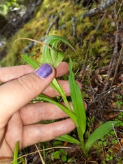 Pterostylis montana