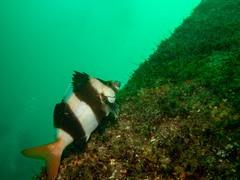 Pseudogoniistius nigripes