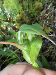 Pterostylis montana