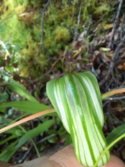Pterostylis montana