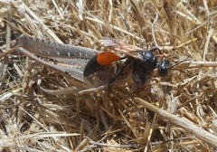 Palmodes strigulosus