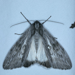 Capusa senilis