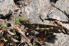 Oedaleus infernalis
