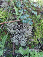 Cladonia rangiformis
