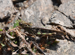 Oedaleus infernalis