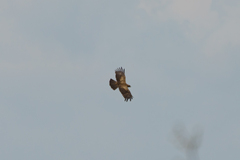 Hieraaetus wahlbergi