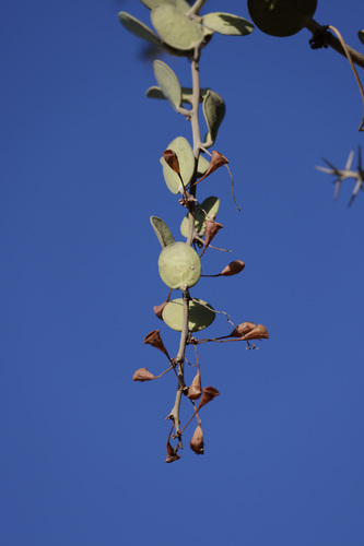 Silver Dollar Vine