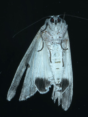 Capusa senilis