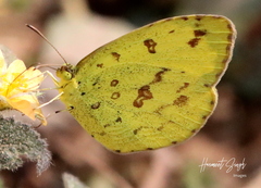 Eurema hecabe