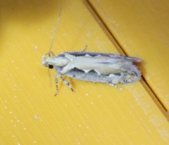 Ornativalva erubescens