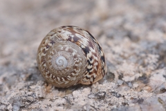 Marmorana serpentina