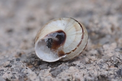 Marmorana serpentina