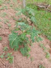 Solanum palinacanthum