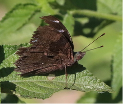 Kaniska canace