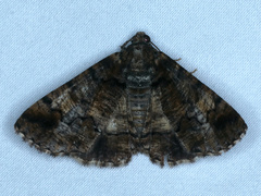 Cryphaea xylina